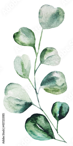 Watercolor eucalyptus leaves set illustration