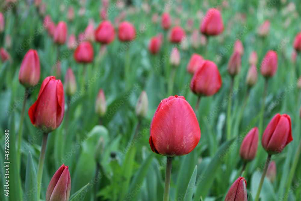 Fototapeta premium Closeup buds of red tulips with fresh green leaves.Colourful tulip with dew drops.Floral background. Tulip field. Beautiful tulip among tulips.