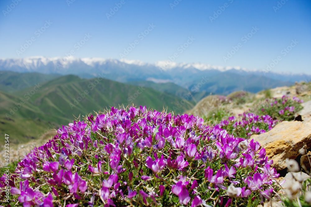 mountains against the background of a mountain flower mountains against the background of a mountain flower