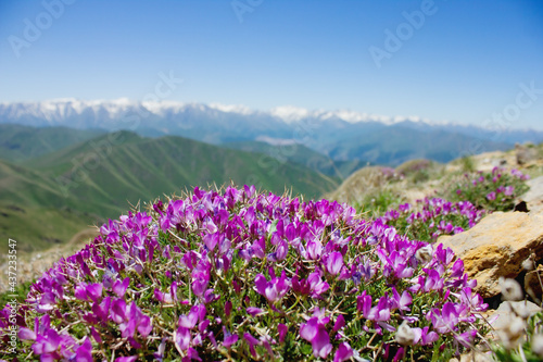 mountains against the background of a mountain flower