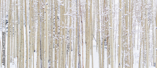 Aspen Trees