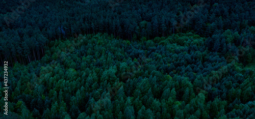 Dark gloomy forest aerial p...