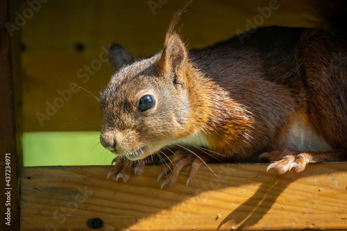 Eichhörnchen