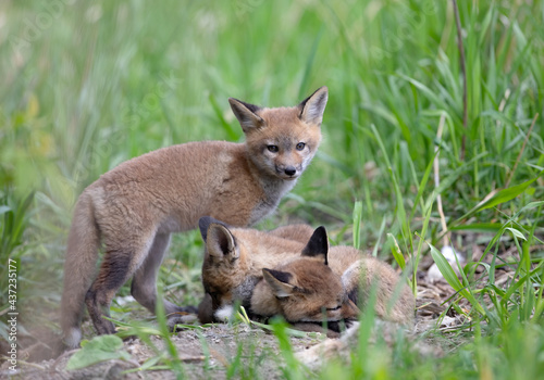 Red fox kits (Vulpes vulpes) playing near the den deep in the forest in early spring in Canada