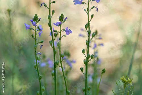 Close Up of Isolated Texas Vervain (Verbena halei) flower. Springtime in Texas