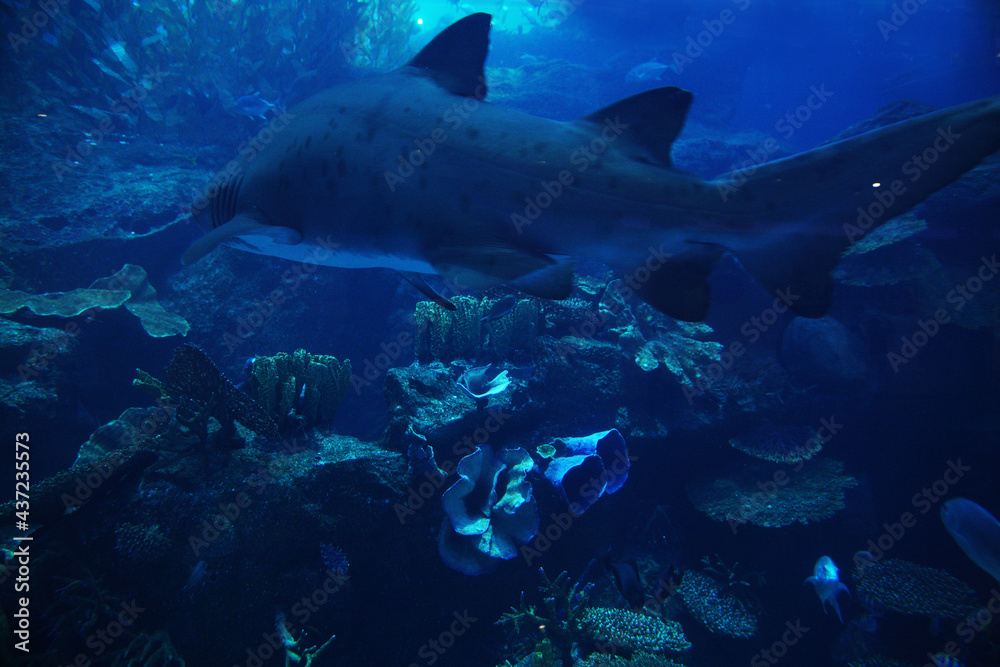 Fototapeta premium fish in sea