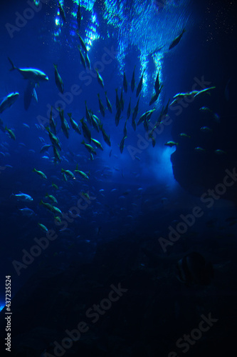 coral reef with fish
