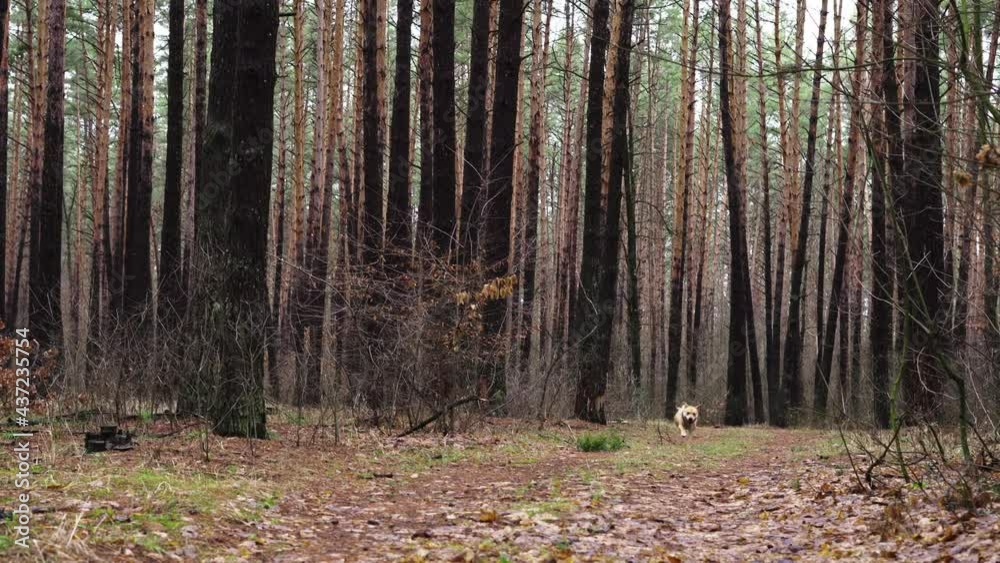 Happy light brown dog runs through the autumn forest Happy light brown dog runs through the autumn forest