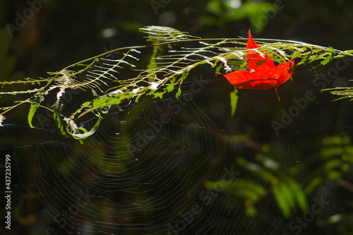 Red-orange maple leaves on a tree fall on a spider's web during a hiking trail in Phu Kradueng National Park, Loei Province, Thailand