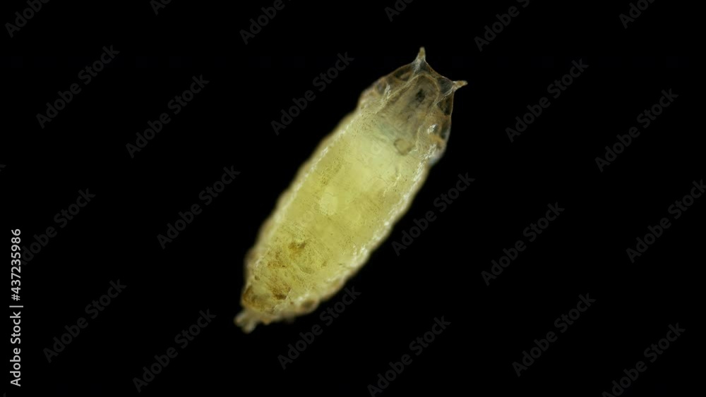 Pupa of fruit fly Drosophila melanogaster under a microscope, order ...
