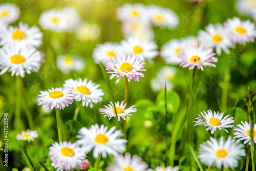 White small daisies blooming on grass background 