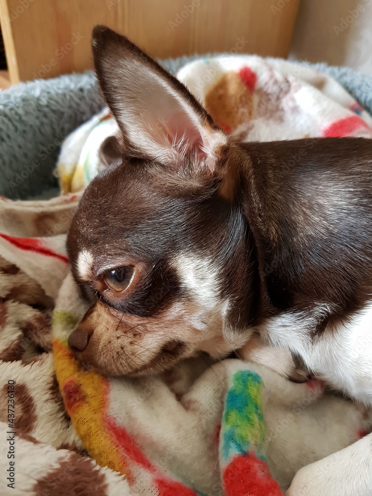 Small chihuahua puppy lying on the sofa