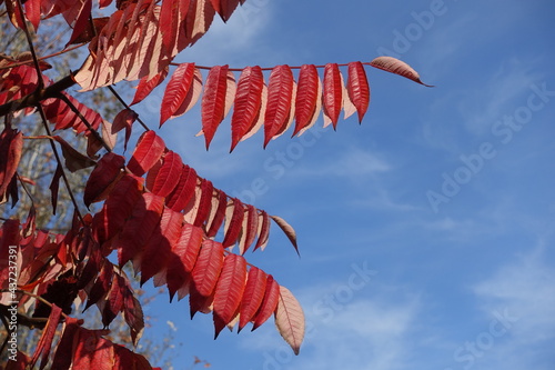 Tableau sur toile Blur sky and red autumnal foliage of Rhus typhina in mid October