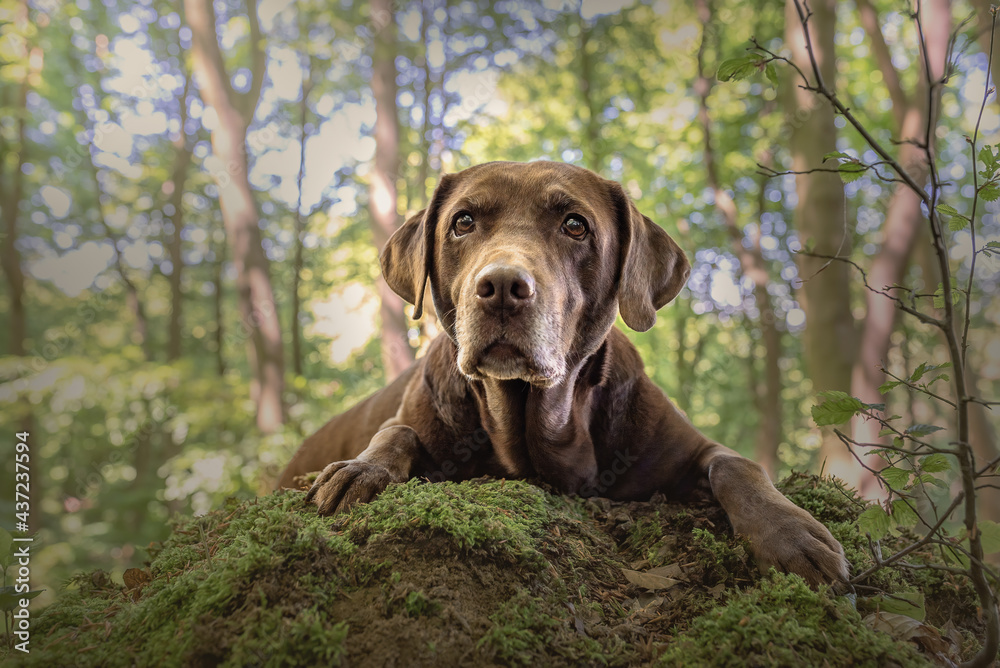 Brauner Labrador im Wald liegend Brauner Labrador im Wald liegend