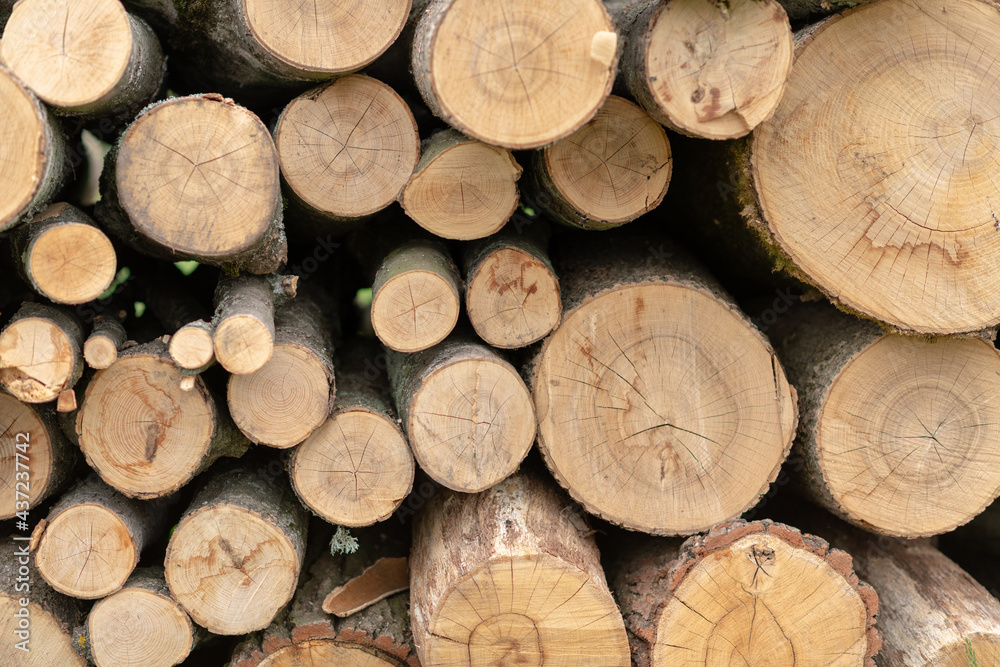 Photography on theme big wall of stacked oak tree logs in cracks Photography on theme big wall of stacked oak tree logs in cracks