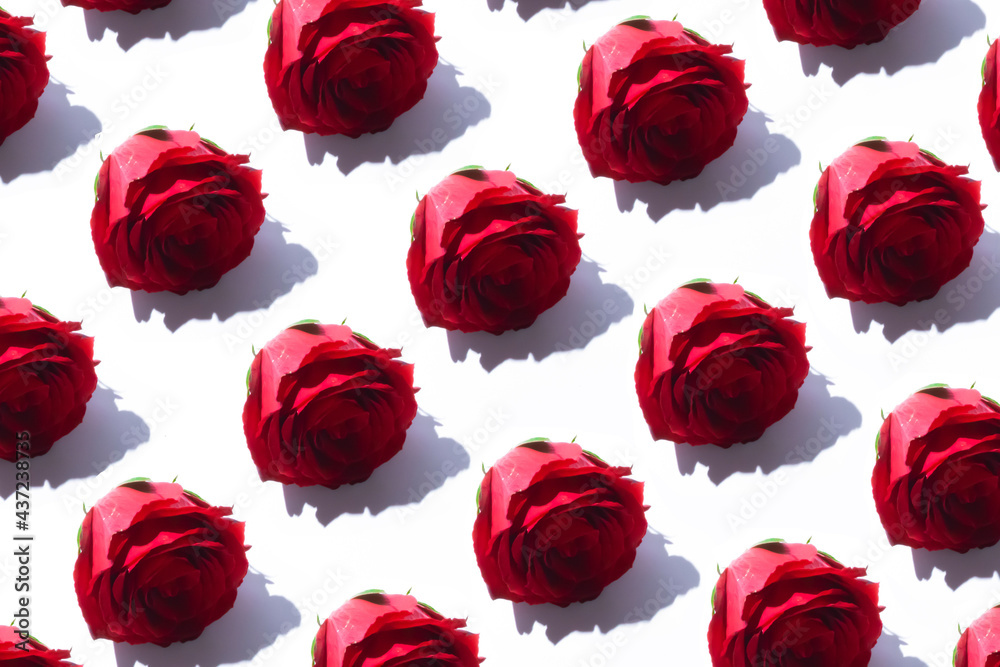 Red beautifull roses on white background. Wild nature romantic flower with good smell and bright color wallpaper. Red beautifull roses on white background. Wild nature romantic flower with good smell and bright color wallpaper.