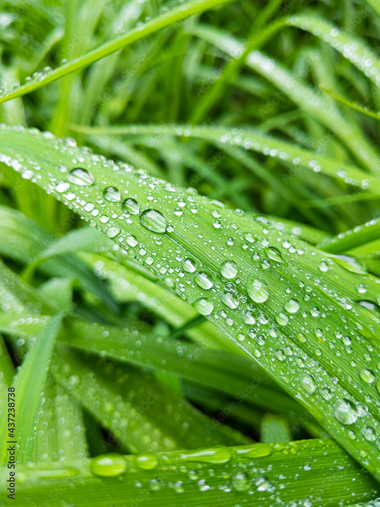 Fresh green grass with raindrops. Close up of green juicy grass after the rain. Fresh green grass with raindrops. Close up of green juicy grass after the rain.