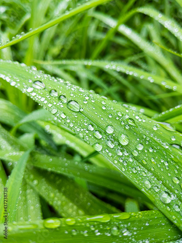 Fresh green grass with raindrops. Close up of green juicy grass after the rain.