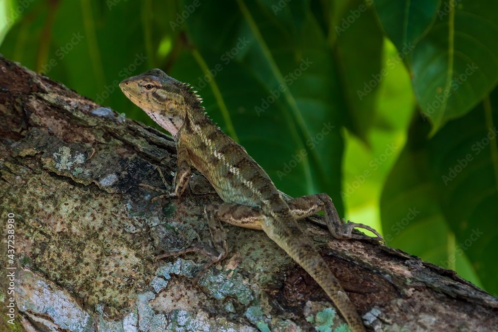 Oriental Garden Lizard resting on the tree. Oriental Garden Lizard resting on the tree.