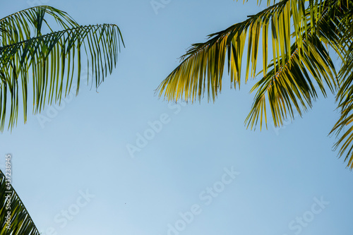 Green Tree Leaves on blue sky summer background