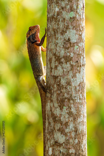 Oriental Garden Lizard resting on the tree.