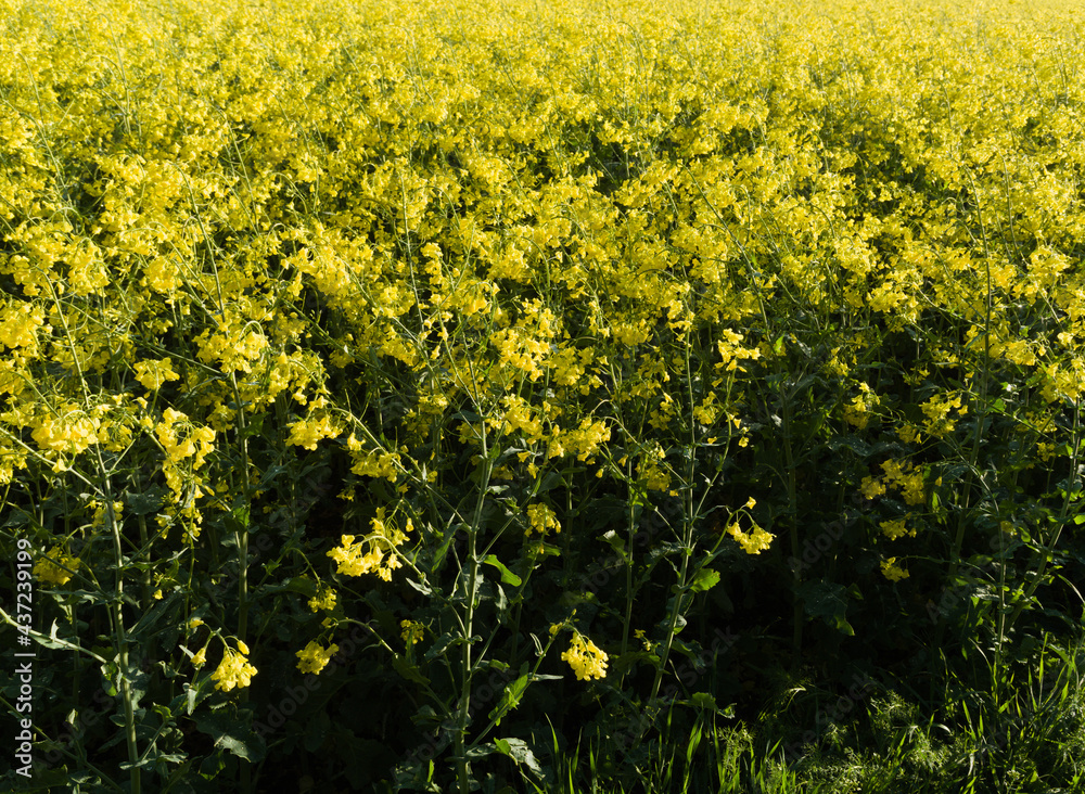 Fototapeta premium Pole rzepaku na tle nieba