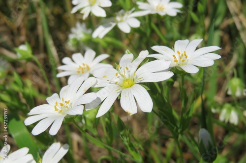 Beautiful white stellaria flowers in the meadow, closeup photo
