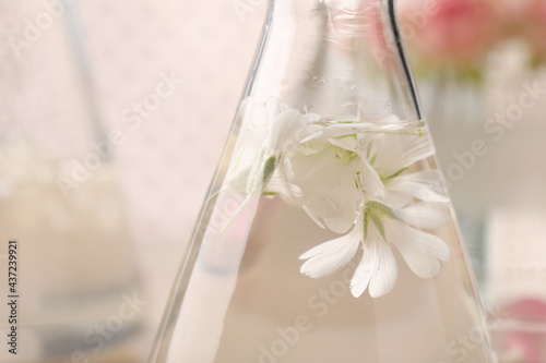 Flask with ornithogalum flowers on blurred background, closeup. Essential oil extraction photo