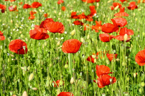 Un champ fleuri de coquelicots