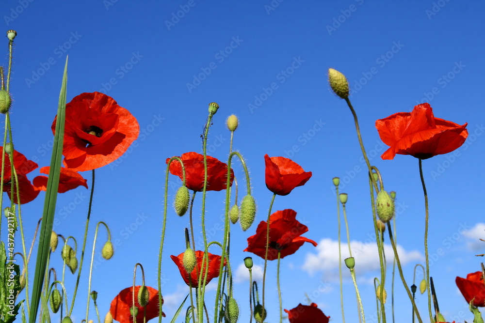 Fototapeta premium Coquelicots sur fond de ciel bleu