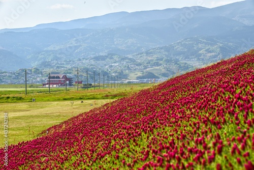 field of flowers
