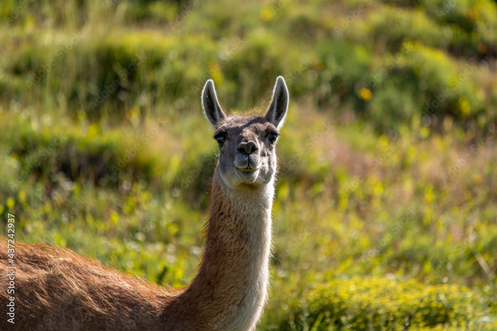 Patagonia Guanaco