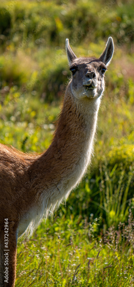 Patagonia Guanaco