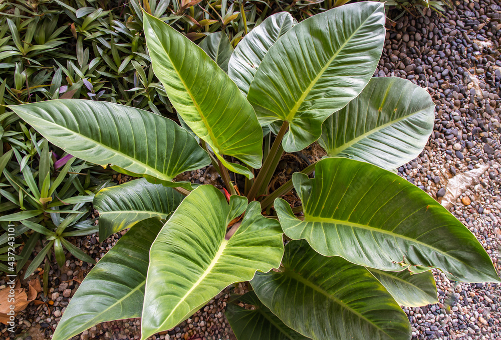 Philodendron leaf (Philodendron melinonii), Large green foliage in garden. Selective focus.