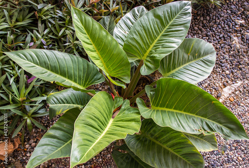 Obraz na płótnie Philodendron leaf (Philodendron melinonii), Large green foliage in garden. Selective focus. w salonie