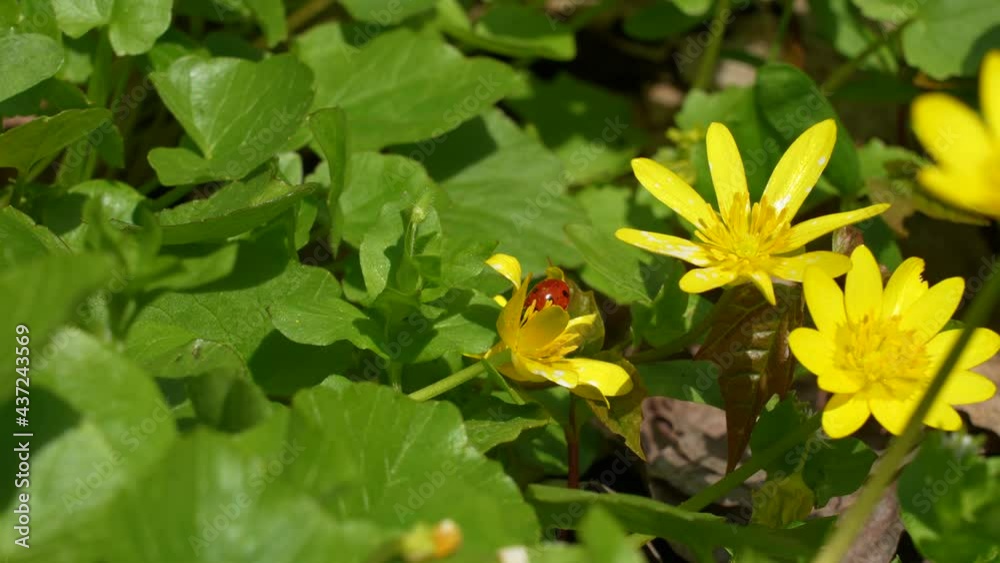 Closeup view 4k stock video footage of beautiful sunny green spring grass landscape. Yellow wild flowers and small red lady bug searching for necrtar inside of flower