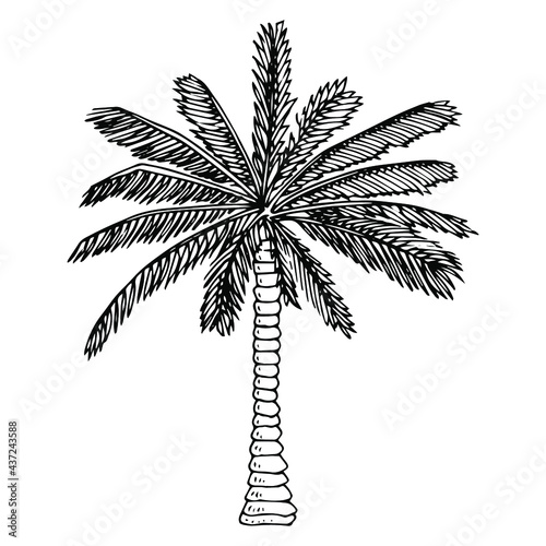 Illustration of palm tree in doodle style for design, website, background, banner. Hand drawing floral on beach. Travel and vacation ink element template