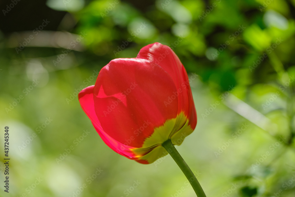 Red Tulip flower close up shot in the garden. On a bright green blured background. spring flowers background Red Tulip flower close up shot in the garden. On a bright green blured background. spring flowers background