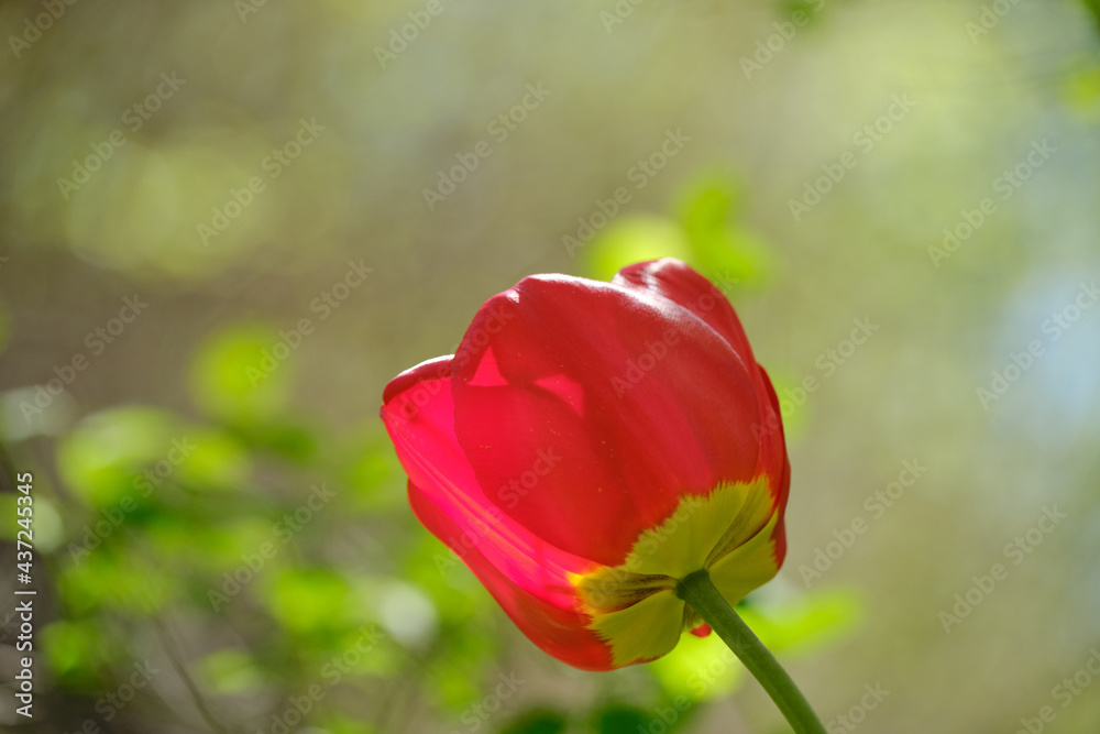 Red Tulip flower close up shot in the garden. On a bright green blured background. spring flowers background
