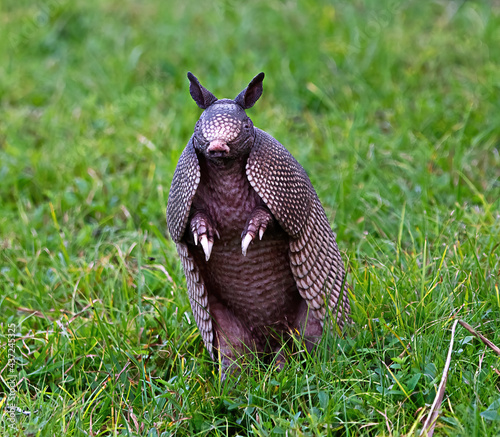 Wild nine-banded armadillo (Dasypus novemcinctus), or the nine-banded, long-nosed armadillo, is a medium-sized mammal, sitting up with claws exposed, in green grass, curiously looking at camera photo