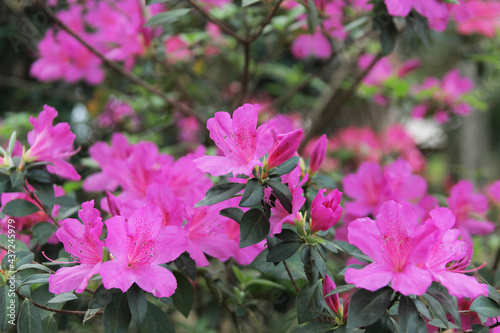flowering shrub of azalea japonica, japanese azalea or geisha rosa
