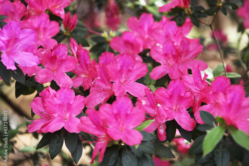 flowering shrub of azalea japonica, japanese azalea or geisha rosa