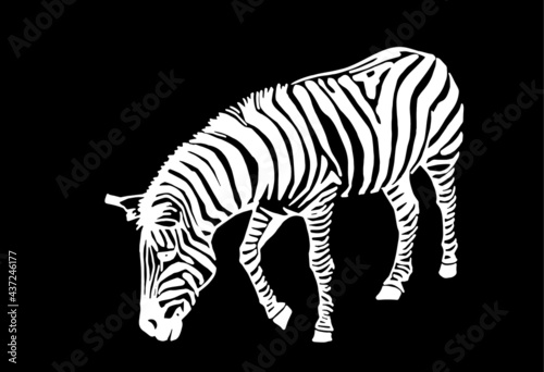 Graphical illustration of Zebra on black background, engraved illustration