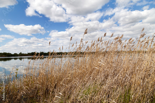 Dried reeds on the river bank swing in the summer from the wind.