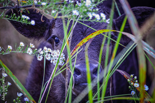 cat in the grass