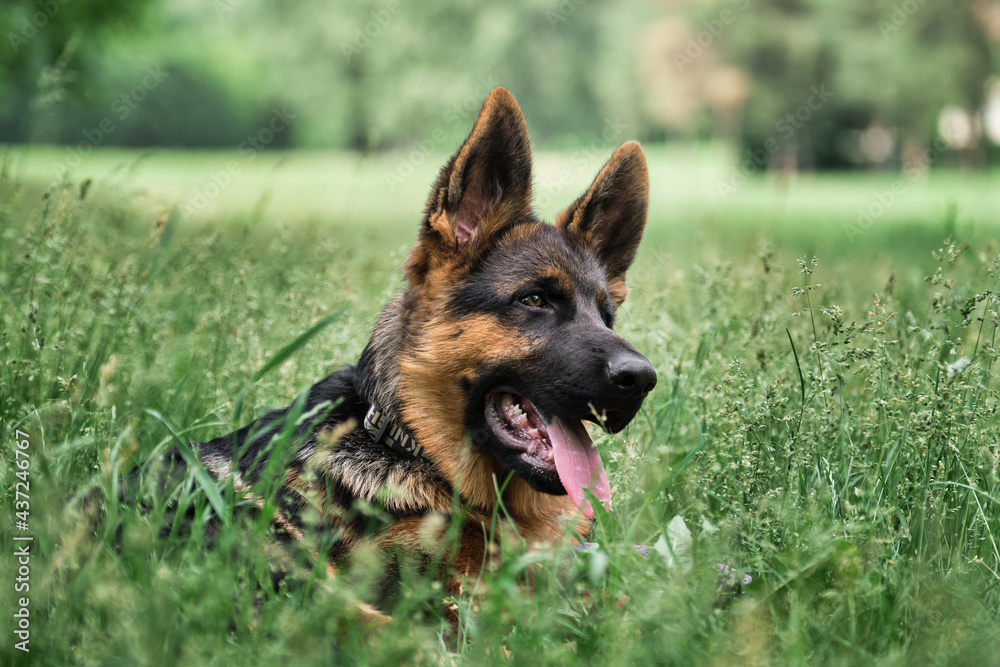 Portrait of charming black and red German Shepherd puppy lying in green grass and smiling with its tongue sticking out. Cute young purebred teen dog. Puppy for desktop screensaver or for puzzle. Portrait of charming black and red German Shepherd puppy lying in green grass and smiling with its tongue sticking out. Cute young purebred teen dog. Puppy for desktop screensaver or for puzzle.