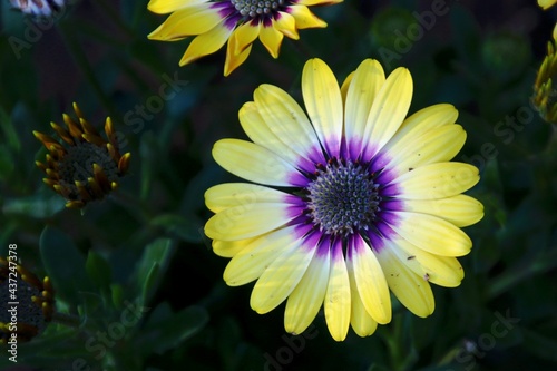 Yellow and purple daily in garden. 