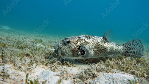 Arothron stellatus - Star puffer - This puffer  or arotron  . one of the largest of the genus puffer  it grows up to 110 cm  but usually there are individuals no more than 60 cm.