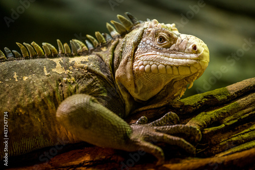 lesser antillean iguana portrait in nature