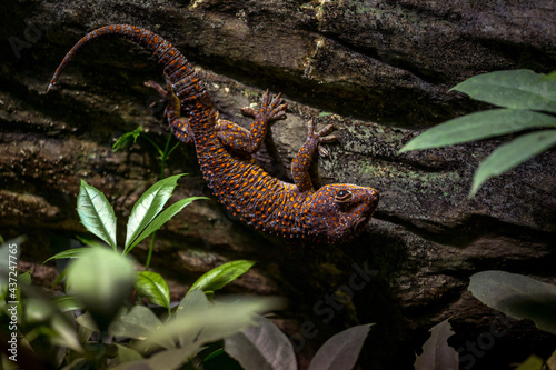 giant gecko on a rock photo